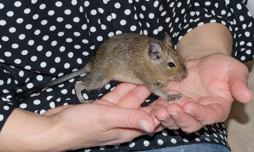 Degu-in-owners-hands