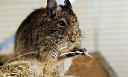 degu-eating-hay-in-cage