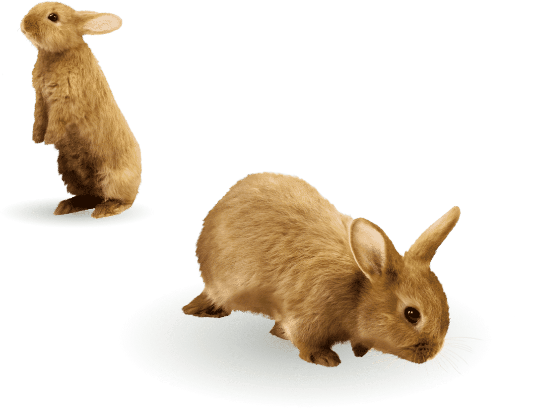 contact-us-rabbits