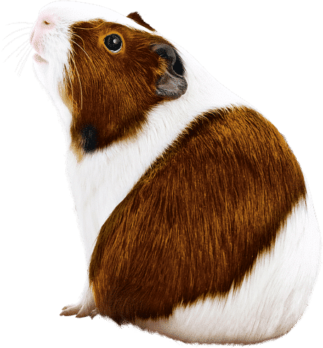 guinea-pig