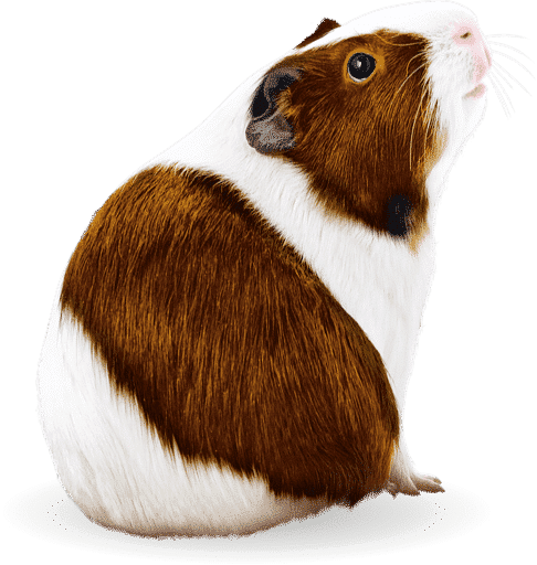 guinea-pig