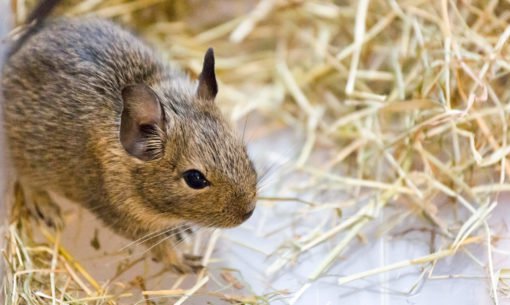 een gewone degoe in hooi