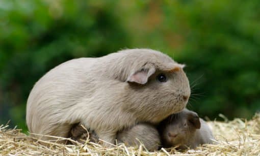 Guinea pig with babies