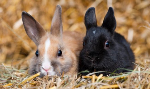 Twee konijnen bij elkaar