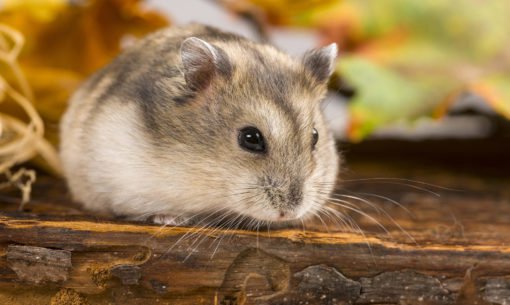 Russian Hamster Close Up