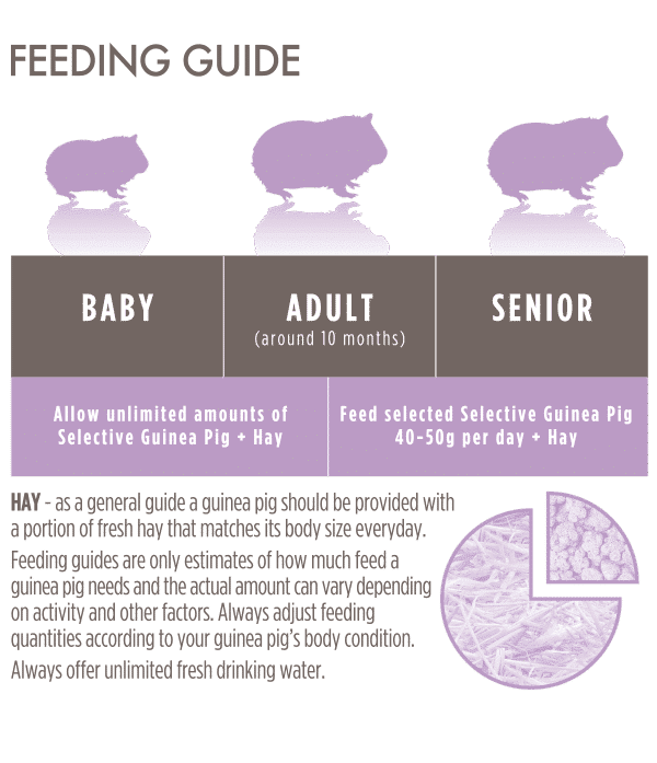 Grain-Free-Guinea-Feeding-Guide