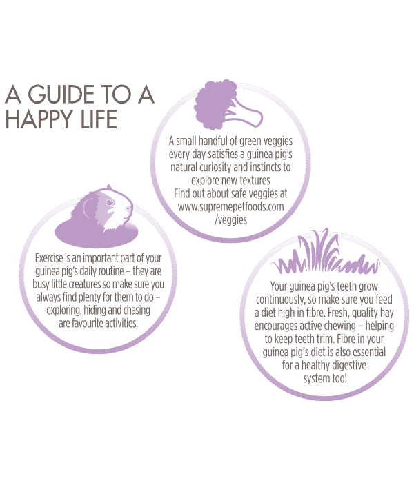 Grain-Free-Guinea-Happy-Guide