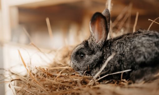 Keeping-Rabbits-Clean