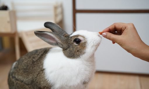 Feeding Rabbit