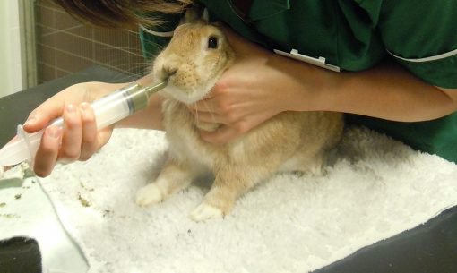 Syringe Feeding